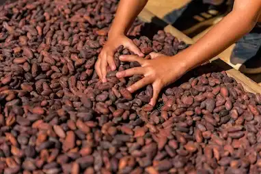 manos sosteniendo granos de cacao sobre plancha de secado al sol