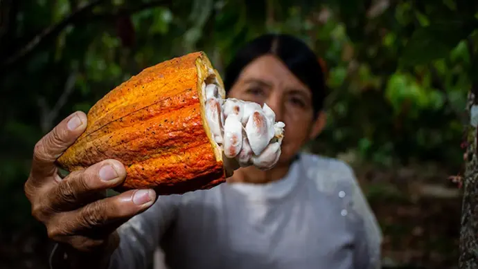 mujer agricultora de ucayali sosteniendo una mazorca de cacao partida con granos frescos en una plantación amazónica