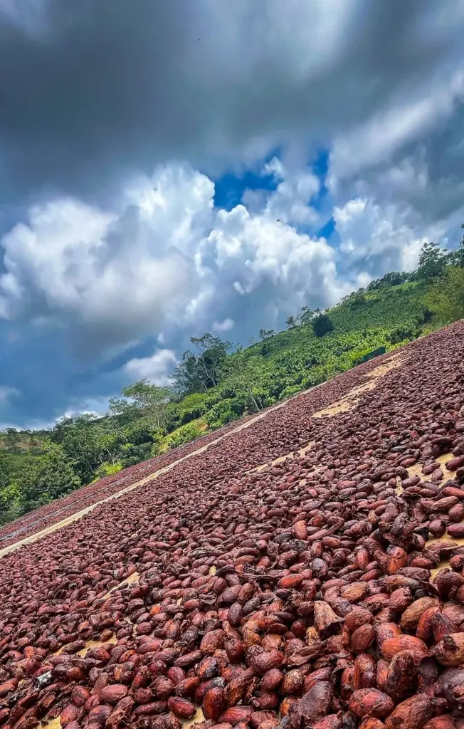 secado de cacao .webp