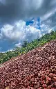 secado de cacao .webp