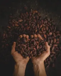 granos de cacao
