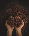 granos de cacao